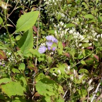 Cyanthillium hookerianum (Arn.) H.Rob.